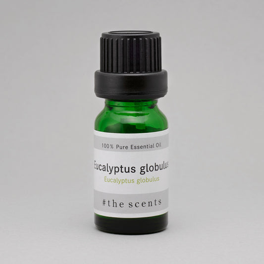Eucalyptus globulus(ユーカリ・グロブロス)