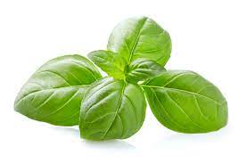 Basil(バジル)