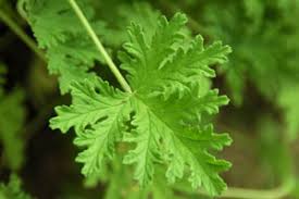 Geranium(ゼラニウム)
