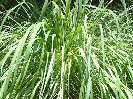 Citronella(シトロネラ)
