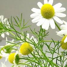 German chamomile(カモマイル・ジャーマン)