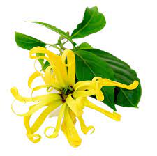 Ylang ylang(イランイラン)