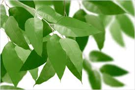 Eucalyptus globulus(ユーカリ・グロブロス)