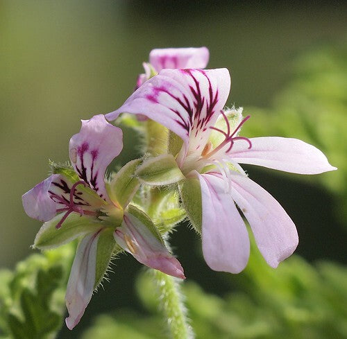 Rose geranium(ローズゼラニウム)