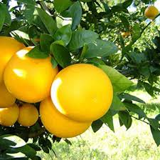 Bergamot(ベルガモット)