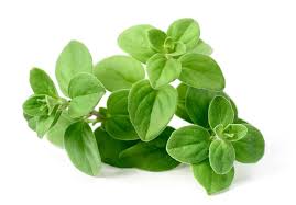 Marjoram sweet(マジョラムスイート)
