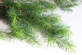 Tea tree(ティートゥリー)