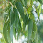 Eucalyptus citriodora(ユーカリ・レモン)