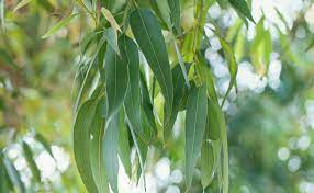Eucalyptus citriodora(ユーカリ・レモン)